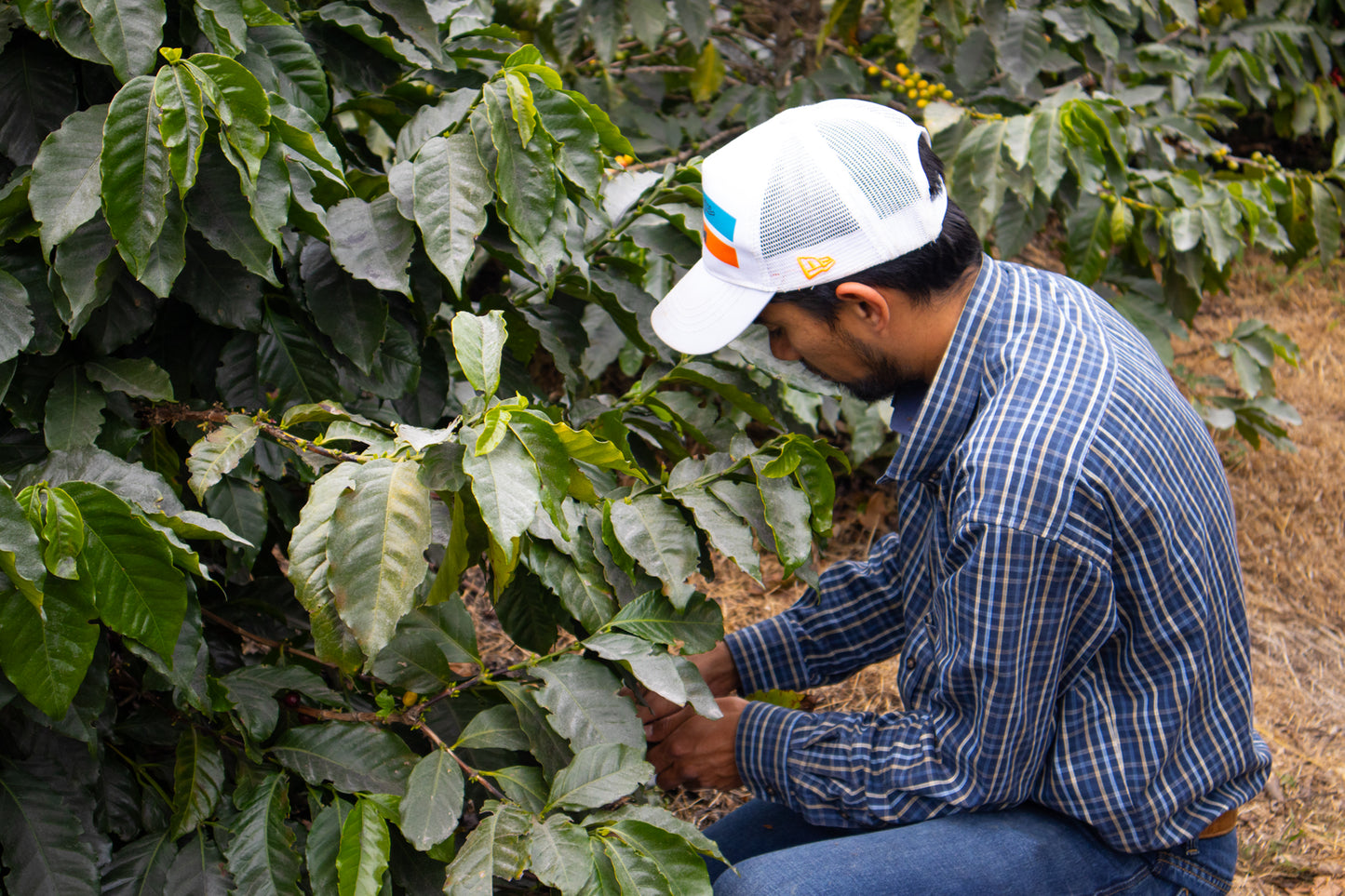 Marsellesa-Farmlevel Reserve: Light Roast