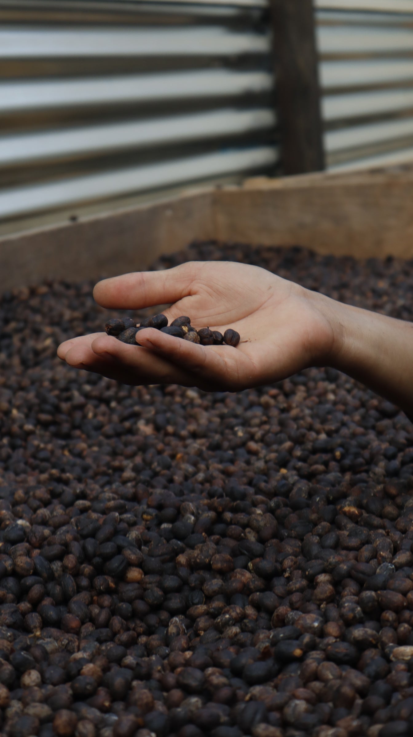 Floral Guatemala: Light Roast
